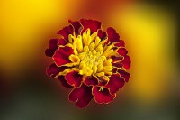 /album/fotogaleria-fotografia-macro/gfttt-10-copia-640x480-jpg/